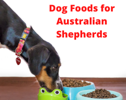 Dog Foods for Australian Shepherds