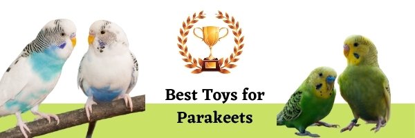 Best Toys for Parakeets 