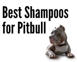 Best Shampoos for Pitbull