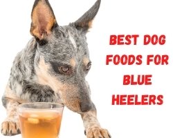  Best Dog Foods for Blue Heelers