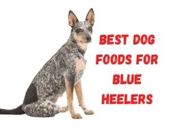 7 Best Dog Foods for Blue Heelers 1