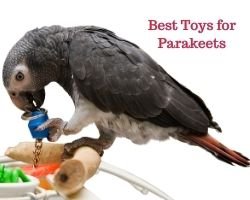 Best Toys for Parakeets 