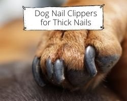 Best Dog Nail Clippers for Thick Nails