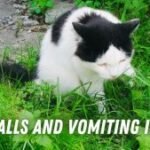hairballs and vomiting