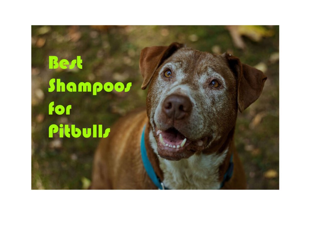 Best shampoos for pitbulls
