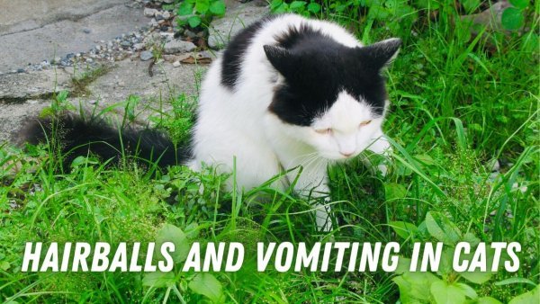 Hairballs and vomiting in cats