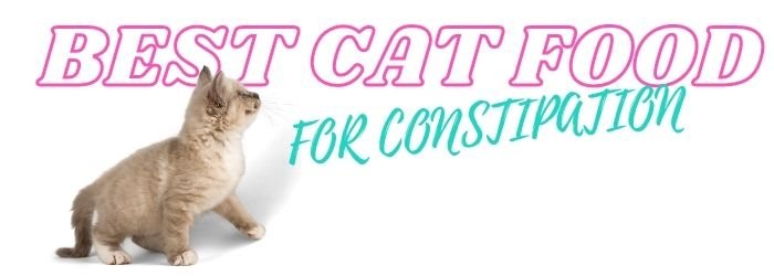 Best Cat Food for Constipation