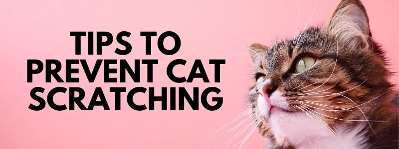 Tips to Prevent Cat Scratching