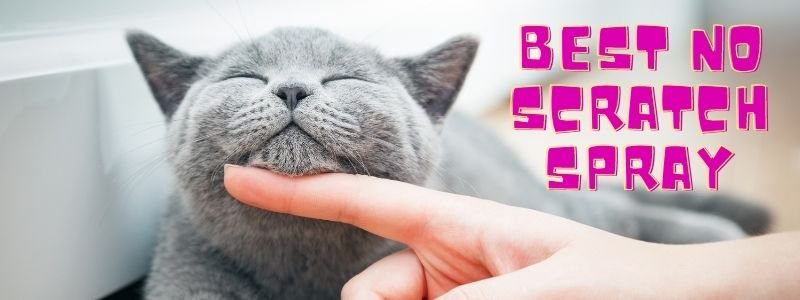 6 Best no Scratch Spray for Cats