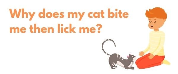 Why does my cat bite me then lick me?