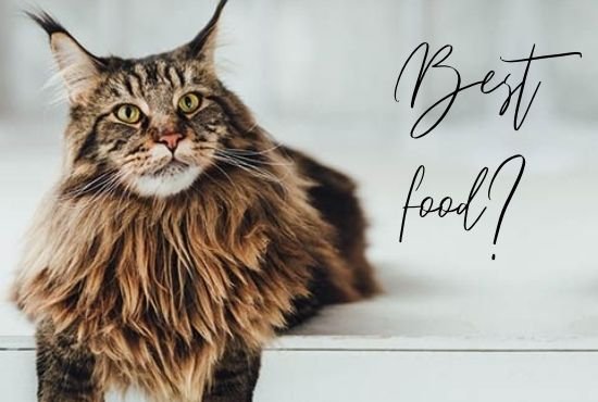 Best Food for Maine Coon Cats