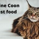 Maine Coon Best food
