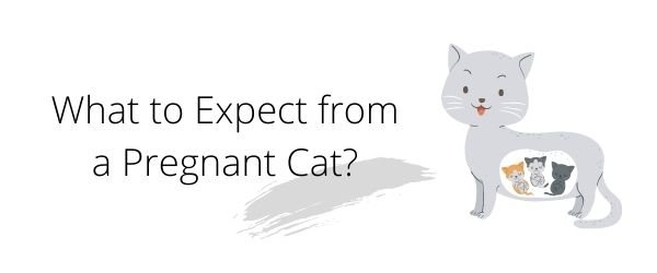 What to Expect from a Pregnant Cat