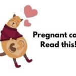 Home 21 How should you care for your pregnant cat?