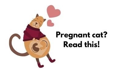 How should you care for your pregnant cat?