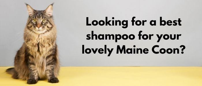 Best Shampoo for Maine Coon Cats