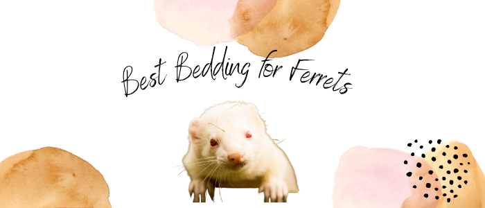 Best Bedding for ferrets