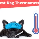 Best Dog Thermometer