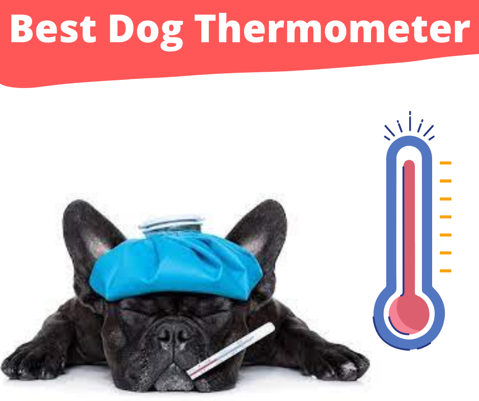 Best Dog Thermometer 1