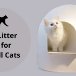 Best Litter Box for Ragdoll Cats