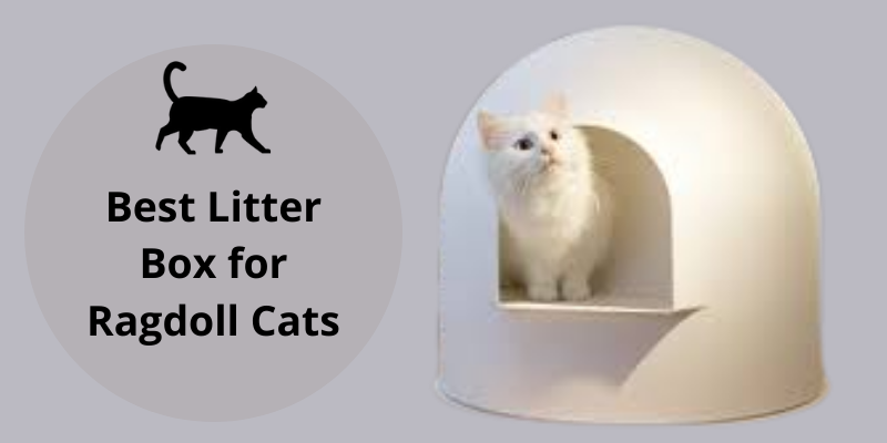 Best Litter Box for Ragdoll Cats