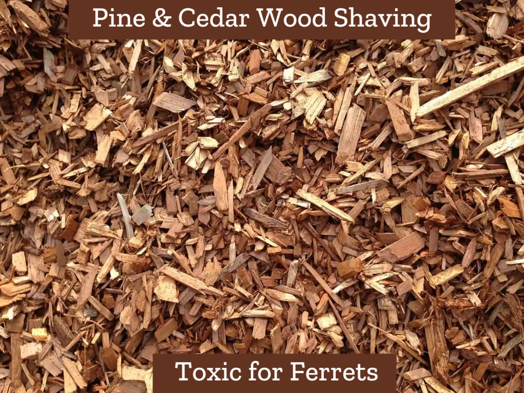 Pine and Cedar Wood Shaving
