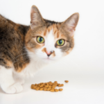 Best Cat Food for Older Cats with Bad Teeth