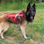 Home 18 best harness for german shepherd