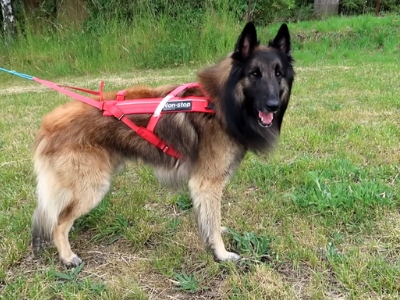 best harness for german shepherd