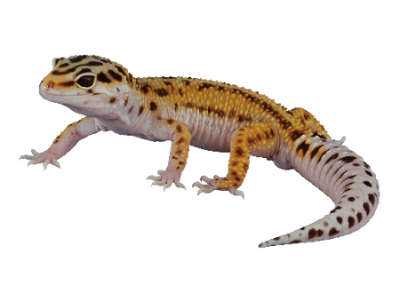 Heat Best Lamp for Leopard Gecko