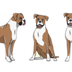 Home 22 Best Dog Food for Boxer