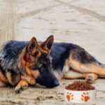 best Dog Food for German Shepherds with Skin Allergies
