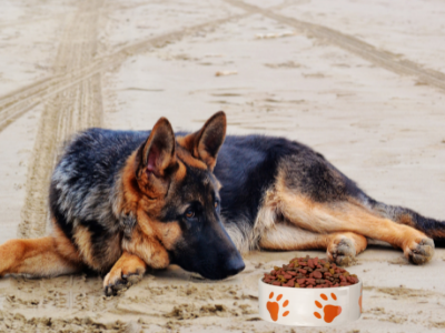 best Dog Food for German Shepherds with Skin Allergies