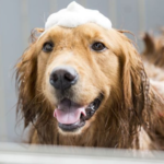 Best Shampoo for Dog Smell