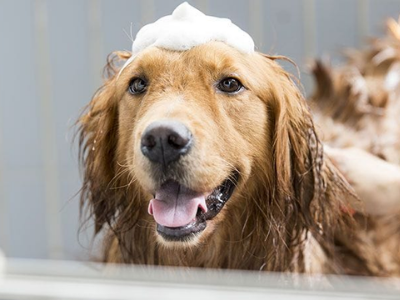 Best Shampoo for Dog Smell