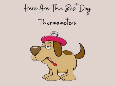 Best Dog Thermometers