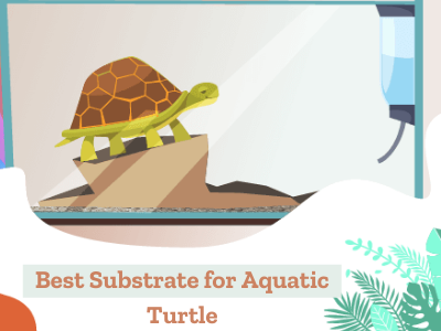 Best Substrate for Aquatic Turtle