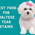 Best food for Maltese Tear Stains