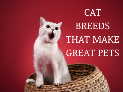 CAT BREEDS THAT are GREAT PETS 1
