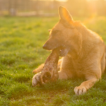Home 23 best dog bones for german shepherd