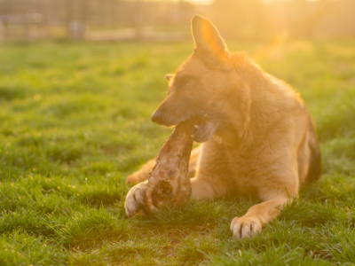 best dog bones for german shepherd