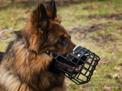 best dog muzzle for german shepherd