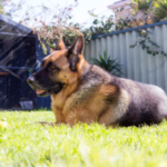 best dog fence for german shepherd