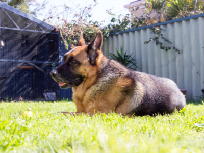 best dog fence for german shepherd