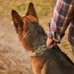 best dog collar for german shepherd