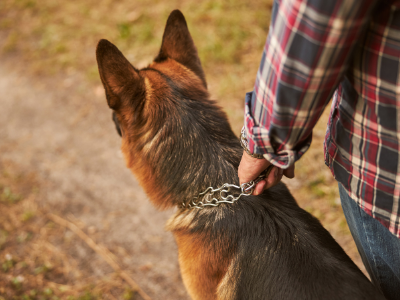 best dog collar for german shepherd