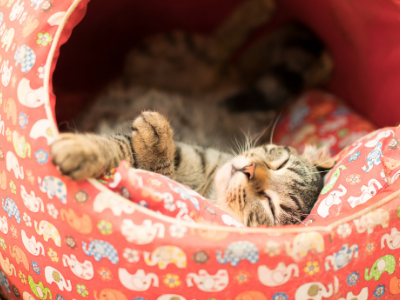 Best cat heated beds