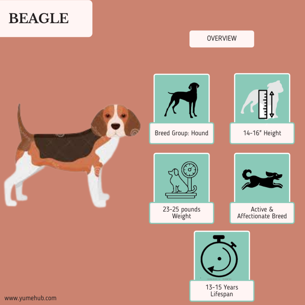 Beagle Breed Overview
