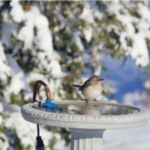 best Deck Mounted Heated Birdbath