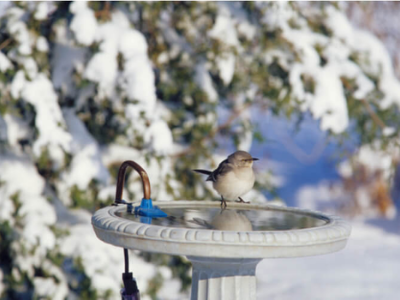 best Deck Mounted Heated Birdbath